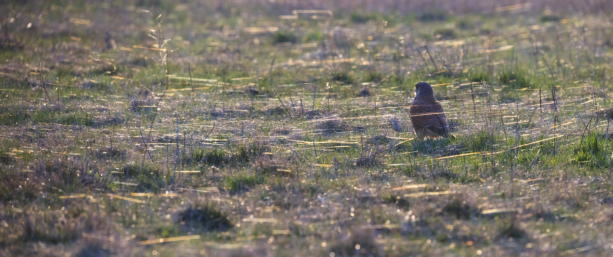 Auf so einer Wiese ...